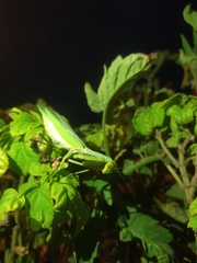 Hierodula transcaucasica