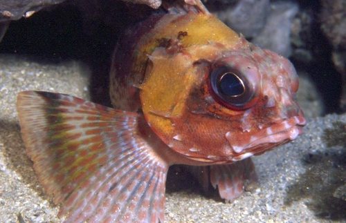 Gulf gurnard perch (Neosebastes bougainvillii) — Neosebastidae — 4