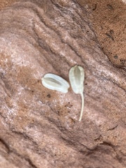Lomatium parryi