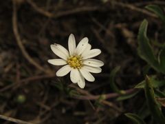 Noticastrum marginatum