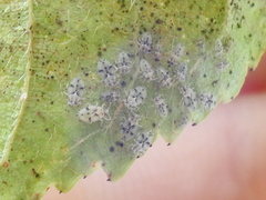 Monosteira unicostata