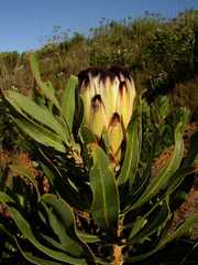 Protea