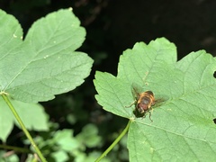 Eristalis similis