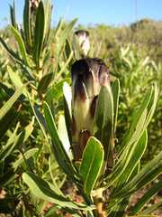 Protea