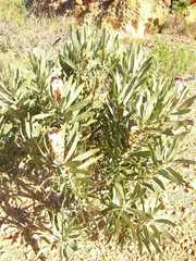 Protea