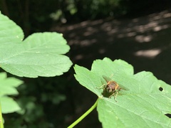 Eristalis similis