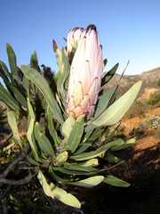 Protea