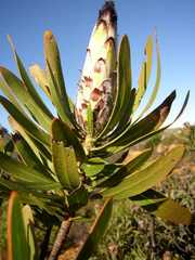 Protea