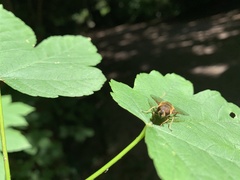 Eristalis similis
