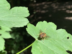 Eristalis similis