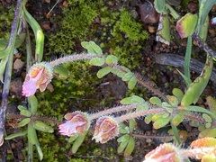 Drosanthemum striatum
