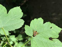 Eristalis similis
