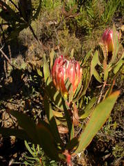 Protea burchellii