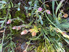 Drosanthemum striatum