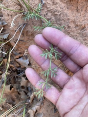 Lomatium parryi