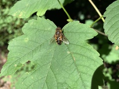 Eristalis similis