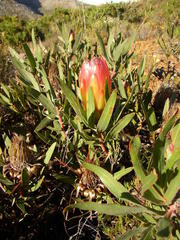 Protea burchellii