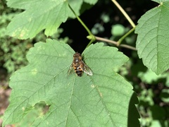 Eristalis similis