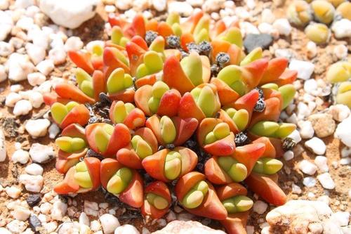 Mesembryanthemum gibbosum Haw. 2