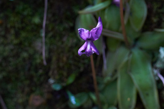 Pinguicula orchidioides
