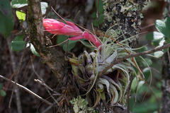 Tillandsia oaxacana
