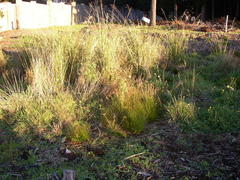 Leucadendron macowanii