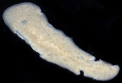 Notoplana