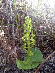 Liparis capensis