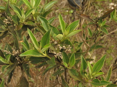 Chromolaena leivensis