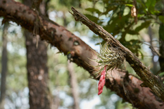 Tillandsia macdougallii