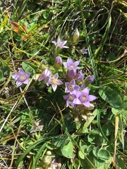 Gentianella campestris