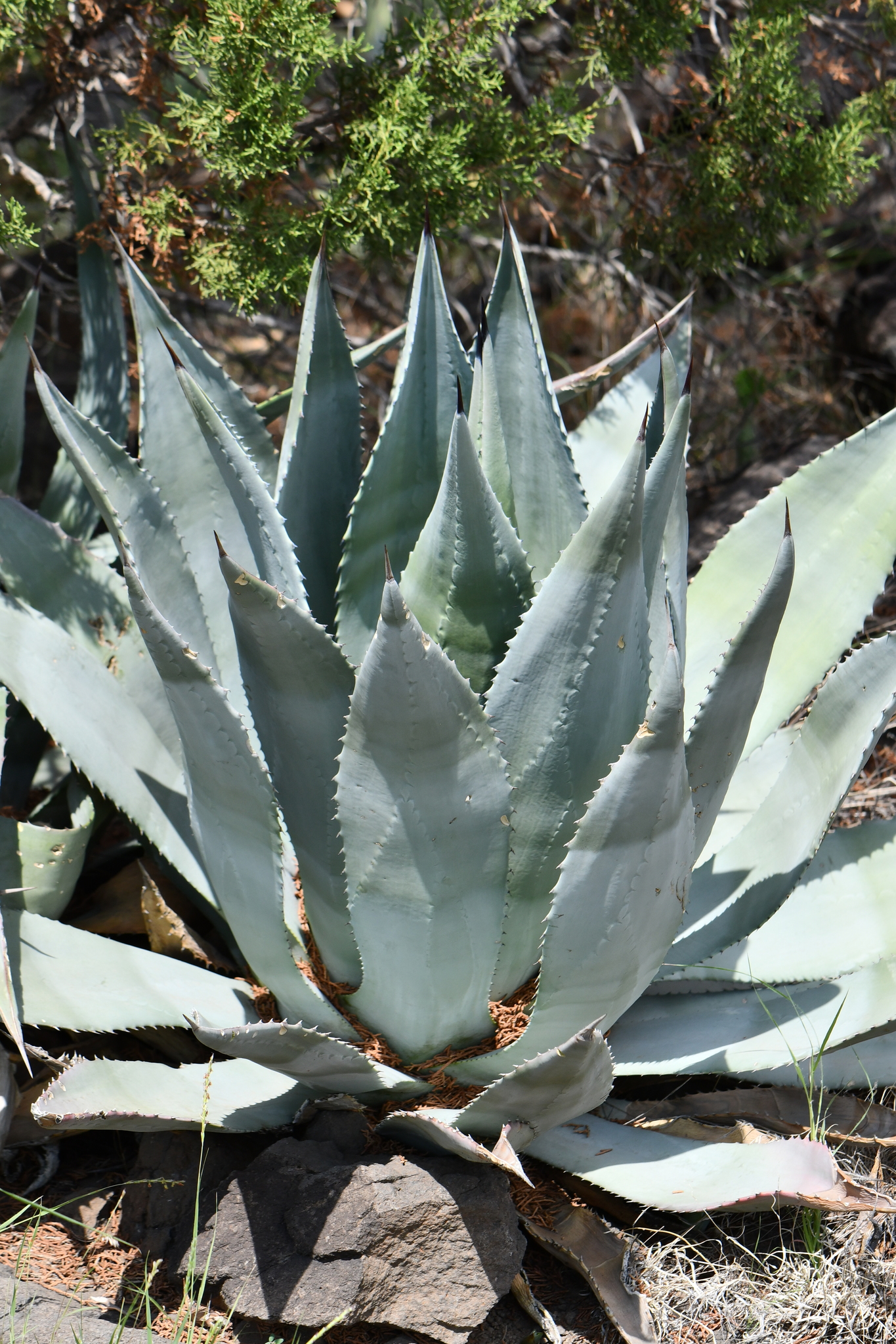 Agave delamateri