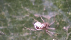 Frontinellina frutetorum