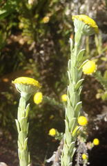 Schistostephium umbellatum