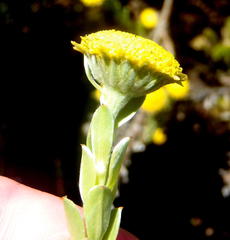 Schistostephium umbellatum