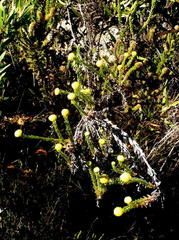 Schistostephium umbellatum