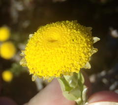 Schistostephium umbellatum