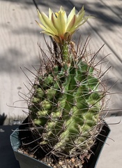 Hamatocactus