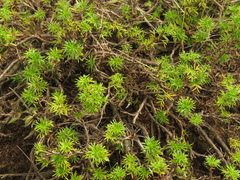 Margyricarpus pinnatus