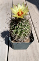 Hamatocactus