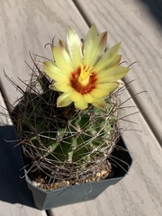Hamatocactus