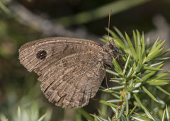 Satyrus actaea
