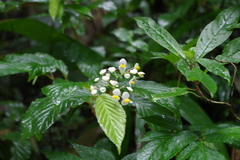 Begonia peruviana