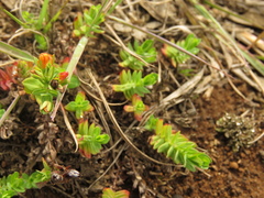 Hypericum humboldtianum