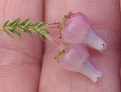 Erica glomiflora glomiflora