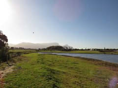 Eucalyptus gomphocephala