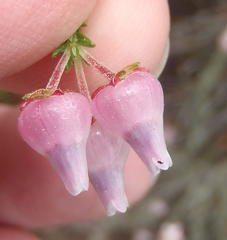 Erica glomiflora glomiflora