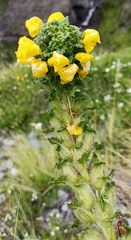 Pedicularis hoffmeisteri