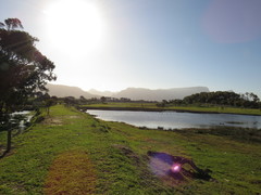 Eucalyptus gomphocephala