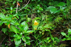 Chrysactinium hieracioides